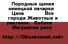 Породные щенки немецкой овчарки › Цена ­ 24 000 - Все города Животные и растения » Собаки   . Ингушетия респ.